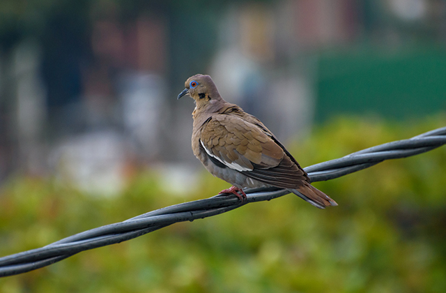 Кабель с тросом